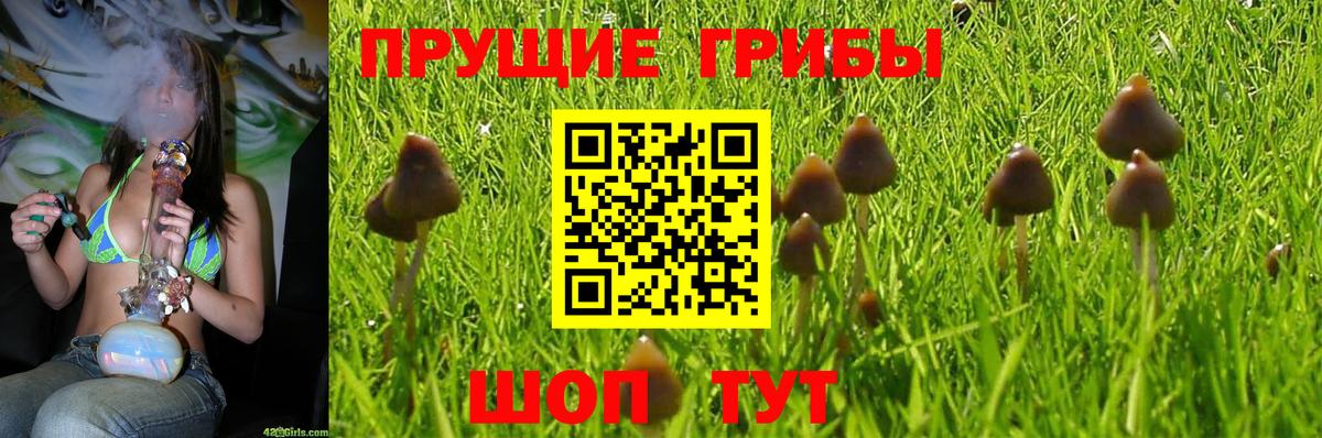 Псилоцибиновые грибы GOLDEN TEACHER Норильск